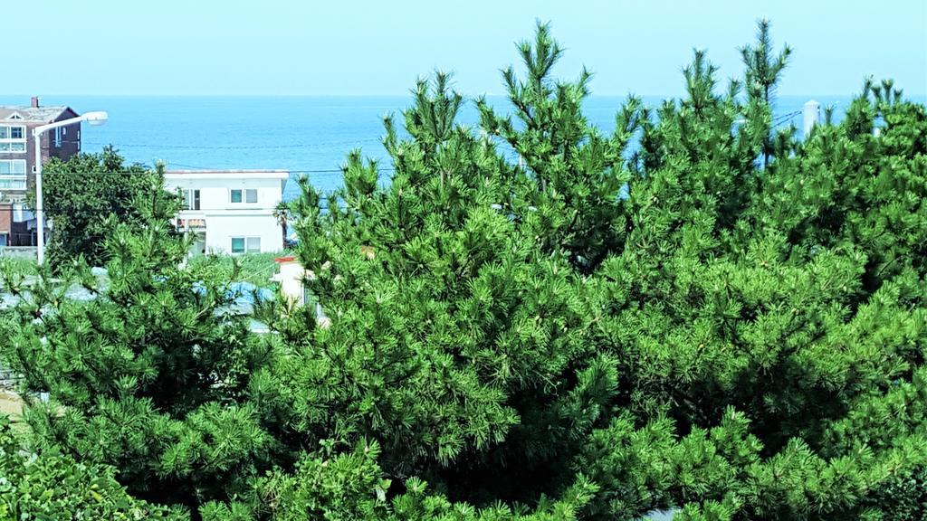 Cardinal House Villa Jeju Luaran gambar